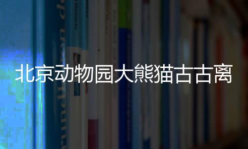 北京动物园大熊猫古古离世，引发各界哀悼
