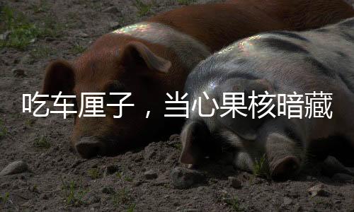 吃车厘子，当心果核暗藏风险——食用指南与注意事项揭秘