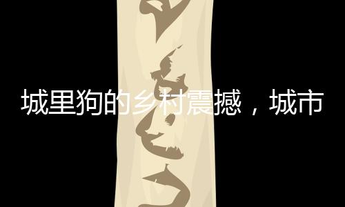 城里狗的乡村震撼，城市与乡村间的别样体验