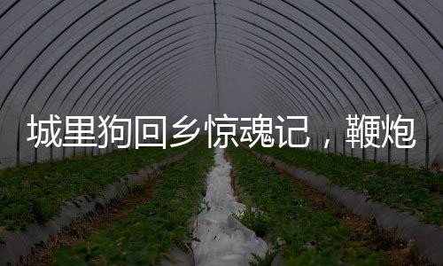 城里狗回乡惊魂记，鞭炮吓得要开车离去