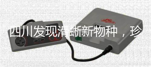 四川发现滑蜥新物种，珍稀生物不断刷新我们的认知