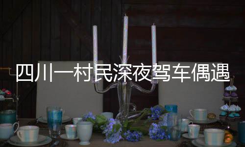 四川一村民深夜驾车偶遇大熊猫，引发关注热潮