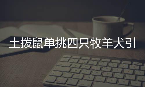 土拨鼠单挑四只牧羊犬引发关注，交警及时劝架维护秩序