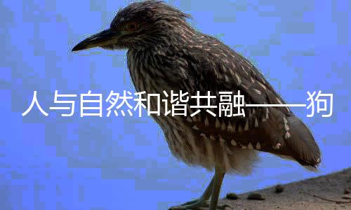 人与自然和谐共融——狗狗助力年迈奶奶扛树枝的温馨故事
