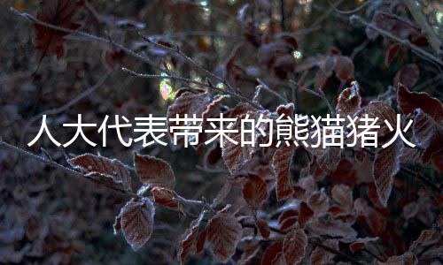 人大代表带来的熊猫猪火了