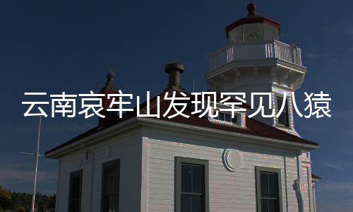 云南哀牢山发现罕见八猿同框奇观，一次生态保护的惊喜