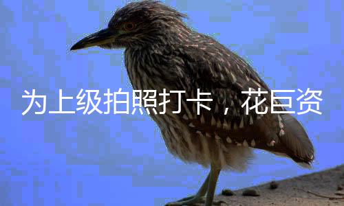 为上级拍照打卡，花巨资打造番薯艺术田——现场观察与深度解读