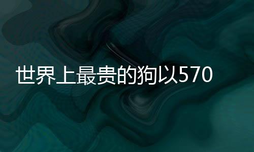 世界上最贵的狗以570万美元成交，刷新记录