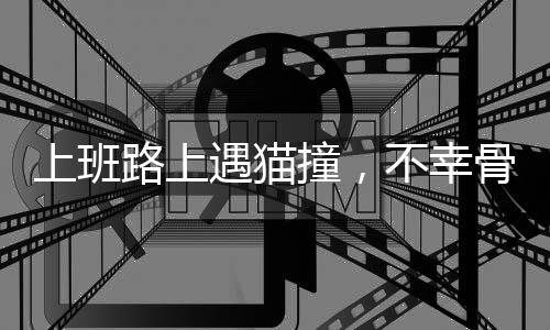 上班路上遇猫撞，不幸骨折成悲剧——一个关于意外与关怀的故事