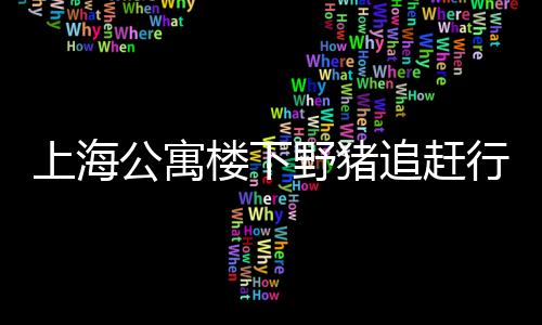 上海公寓楼下野猪追赶行人事件