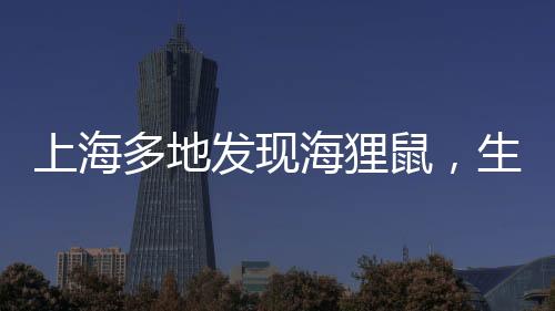 上海多地发现海狸鼠，生态新观察
