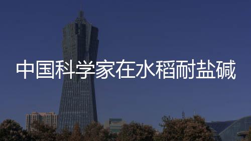 中国科学家在水稻耐盐碱和耐高温研究领域取得突破性成果