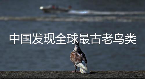 中国发现全球最古老鸟类“政和八闽鸟” 改写鸟类演化史