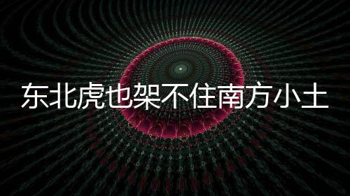 东北虎也架不住南方小土豆投喂