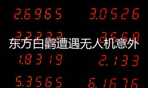 东方白鹳遭遇无人机意外袭击，双双生命遭受重创
