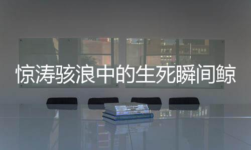 惊涛骇浪中的生死瞬间鲸鱼吞噬再吐出的惊险一幕！人类奇迹逃生之旅揭秘！