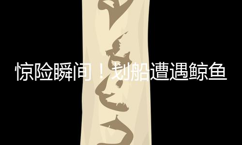惊险瞬间！划船遭遇鲸鱼袭击，意外经历让人难以置信