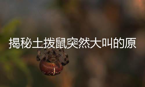 揭秘土拨鼠突然大叫的原因，探寻背后的故事与真相