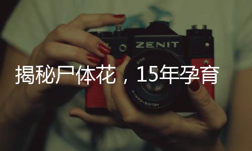 揭秘尸体花，15年孕育，首次绽放传奇
