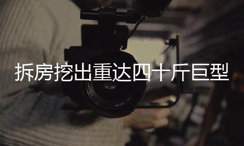 拆房挖出重达四十斤巨型娃娃鱼，罕见发现引发社会关注