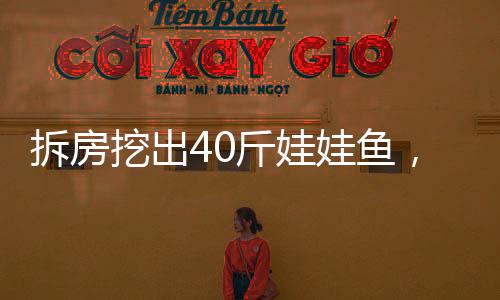 拆房挖出40斤娃娃鱼，罕见发现引发社会关注