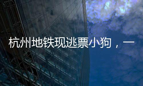 杭州地铁现逃票小狗，一场趣味横生的公共事件
