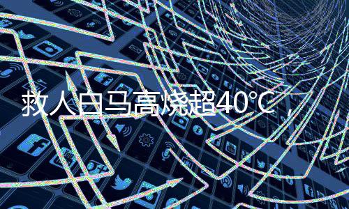 救人白马高烧超40℃，一场关于生命与希望的战斗