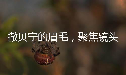 撒贝宁的眉毛，聚焦镜头下的独特魅力