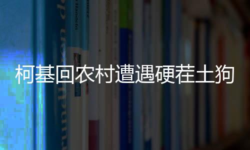 柯基回农村遭遇硬茬土狗，一场意外的农村犬界故事