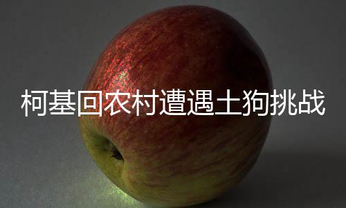柯基回农村遭遇土狗挑战，经历意外碾压事件纪实