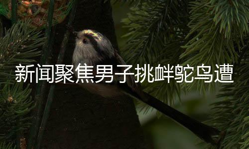 新闻聚焦男子挑衅鸵鸟遭意外踹踏，羽绒服受损引发关注