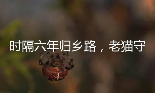 时隔六年归乡路，老猫守家情感深