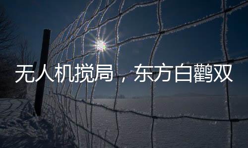 无人机搅局，东方白鹳双腿被断事件揭秘