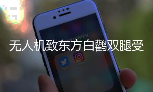 无人机致东方白鹳双腿受伤，事件背后的反思与启示