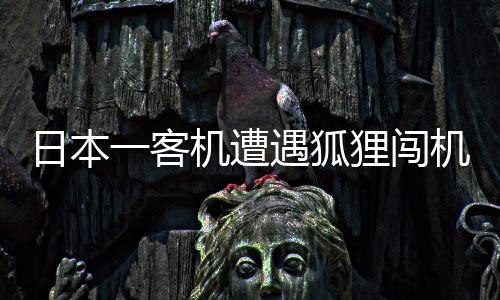 日本一客机遭遇狐狸闯机场，紧急中止起飞事件