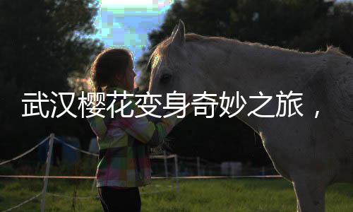 武汉樱花变身奇妙之旅，冰糖葫芦创意显现新风尚