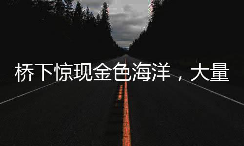 桥下惊现金色海洋，大量百元大钞涌现，背后隐藏何种故事？