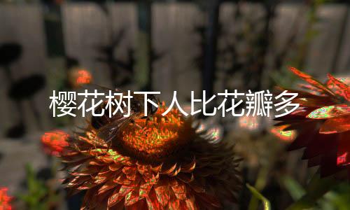 樱花树下人比花瓣多