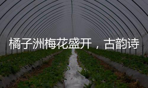 橘子洲梅花盛开，古韵诗意映照现实，将古诗具象化于芬芳花海中