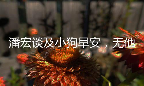 潘宏谈及小狗早安，无他，网红小狗早安或将面临悲剧？