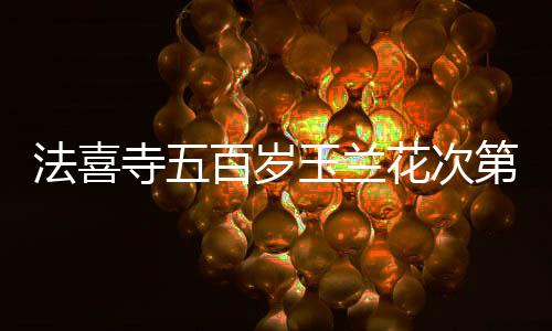 法喜寺五百岁玉兰花次第盛开，古老寺院焕发新生之美