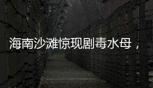 海南沙滩惊现剧毒水母，游客安全需警惕——水母出没，防范先行