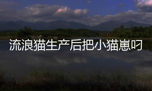 流浪猫生产后把小猫崽叼给店主，生命的奇迹与人类的温暖回应
