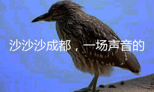 沙沙沙成都，一场声音的盛宴，一次城市的脉动