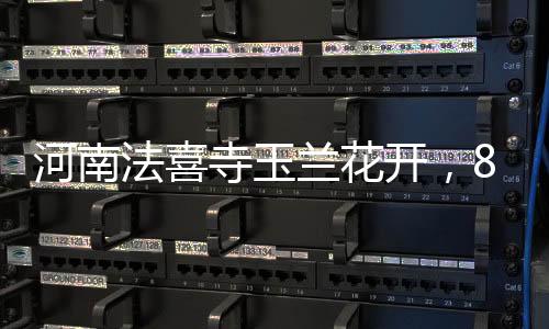河南法喜寺玉兰花开，80岁大爷镜头记录五百载风华传奇