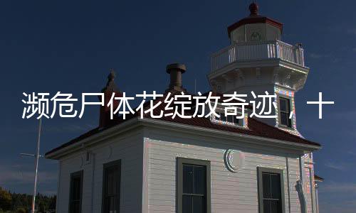 濒危尸体花绽放奇迹，十五年来首次盛开揭秘