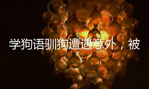 学狗语驯狗遭遇意外，被咬伤脸部事件纪实