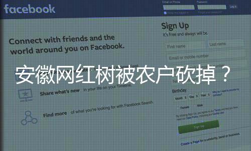 安徽网红树被农户砍掉？当地回应