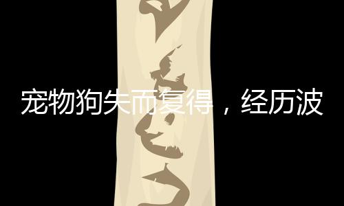 宠物狗失而复得，经历波折终团圆，洗澡驱虫尽显关爱