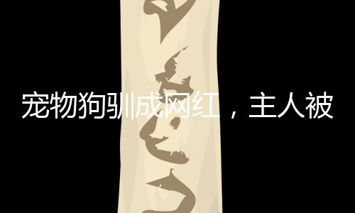 宠物狗驯成网红，主人被迫签天价合同